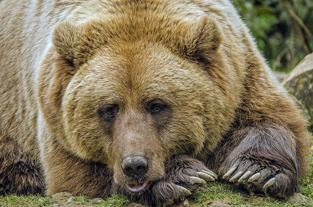 Отстань, фотограф! Я в печали...