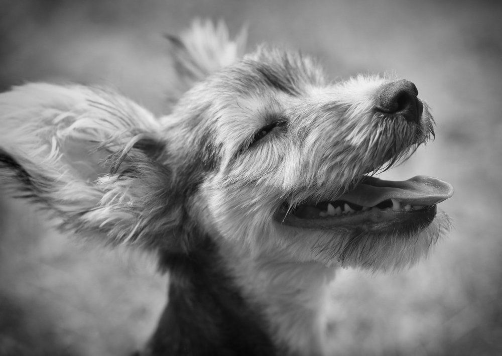 Удовольствие