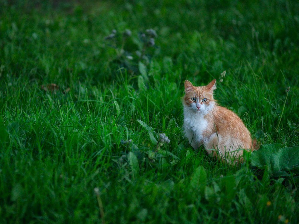 Котейка на лужайке