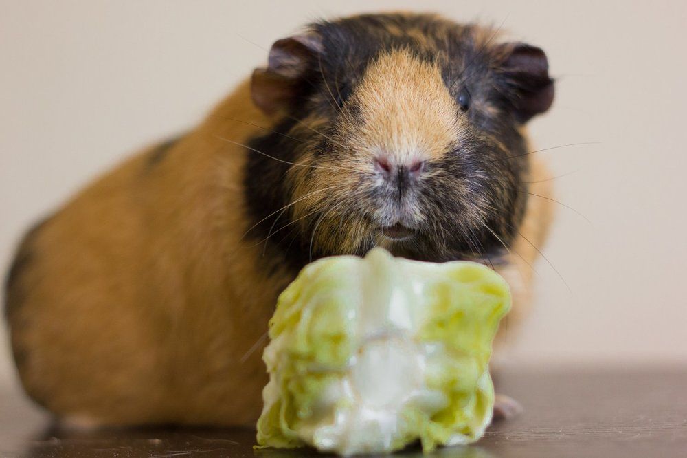 Гвинейская свинка