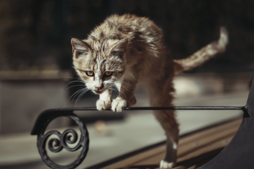 Photograph by Farshad Farzan