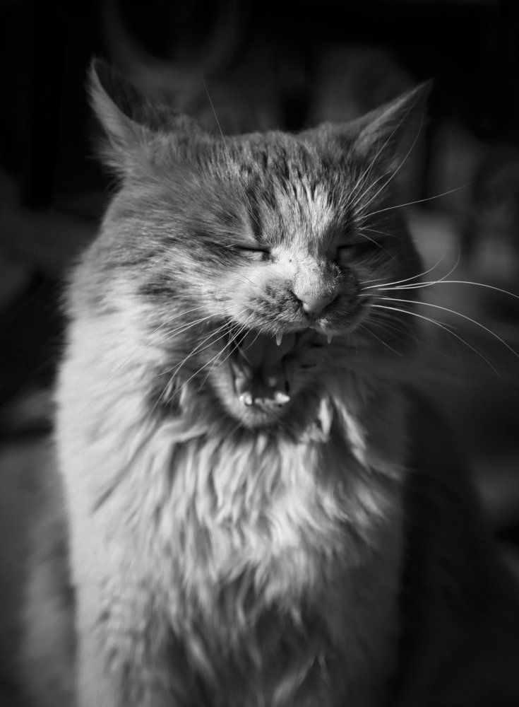 Photograph by Farshad Farzan