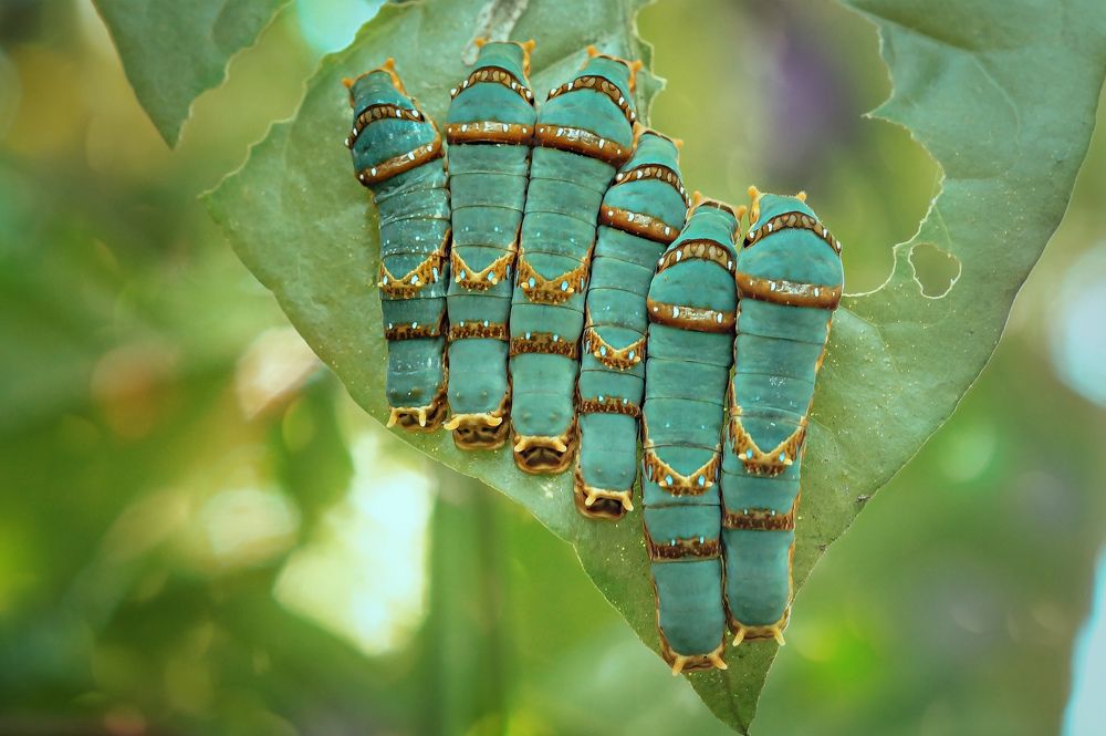 caterpillars army