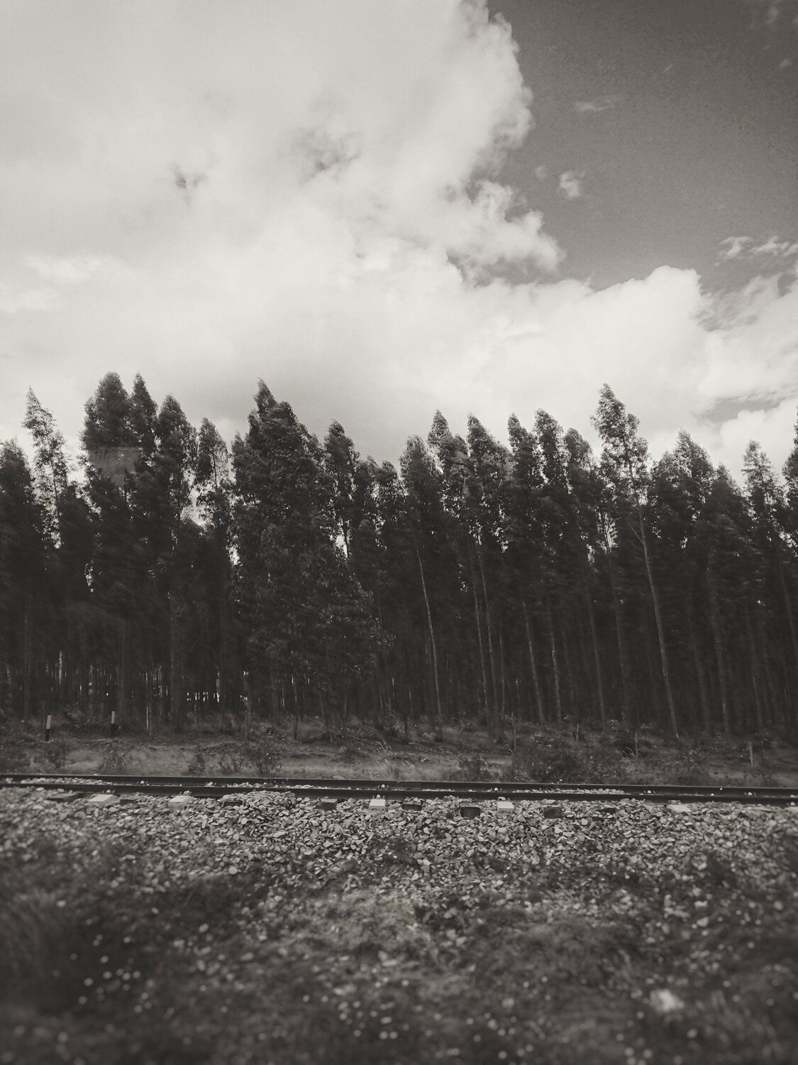 Naturaleza retro