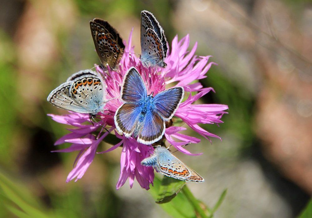 Бабочки голубянки