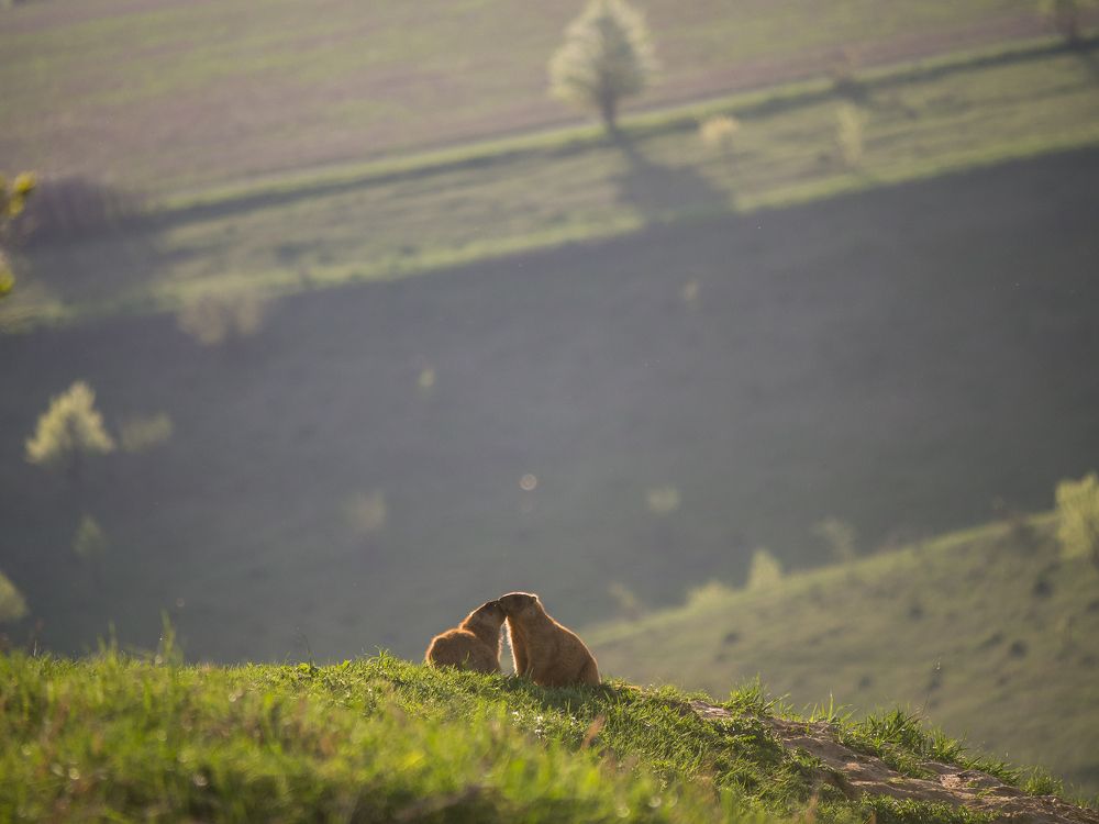 Сурочьи нежности