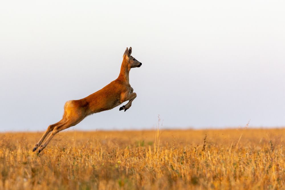Гарцующая Косуля