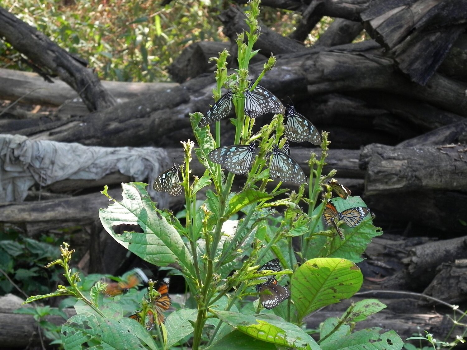 Butterfly flowering plant