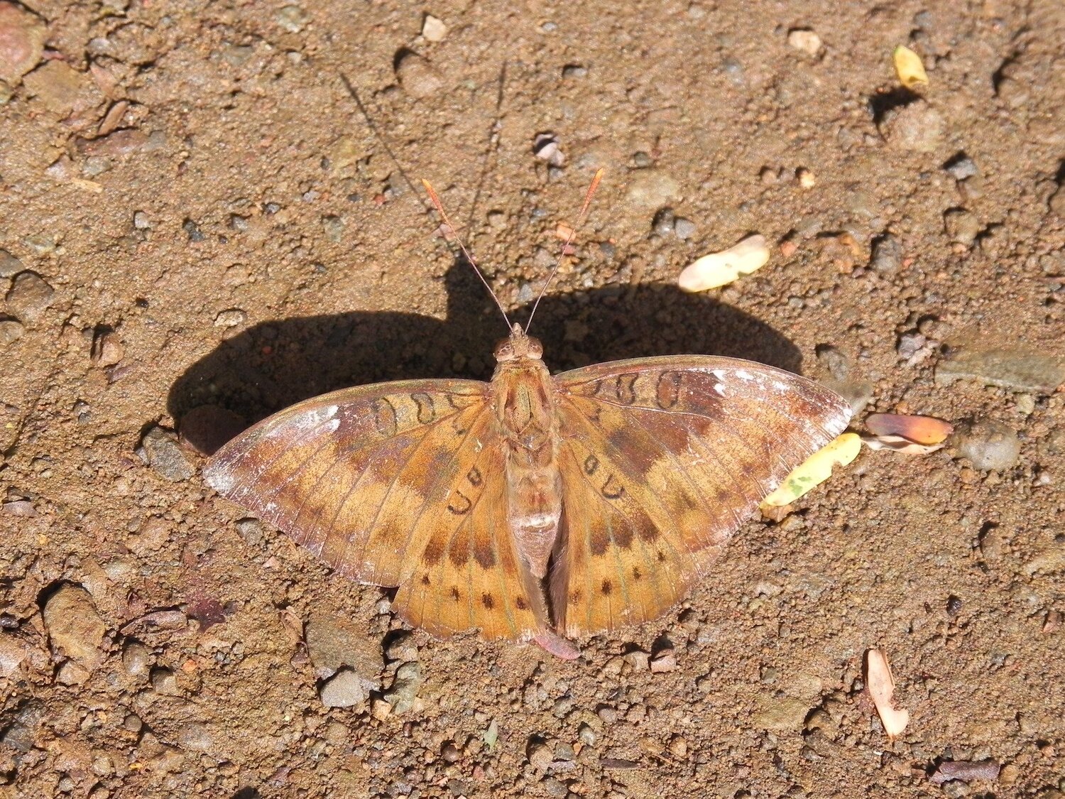Mud puddling baron