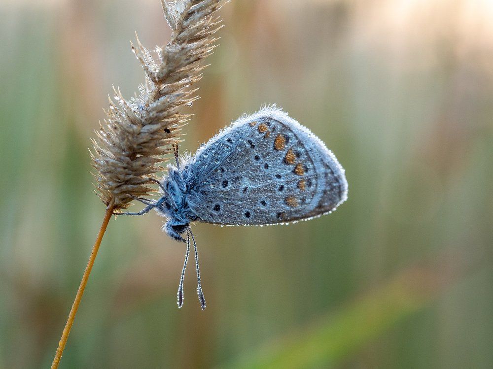 На расвете в капельках росы