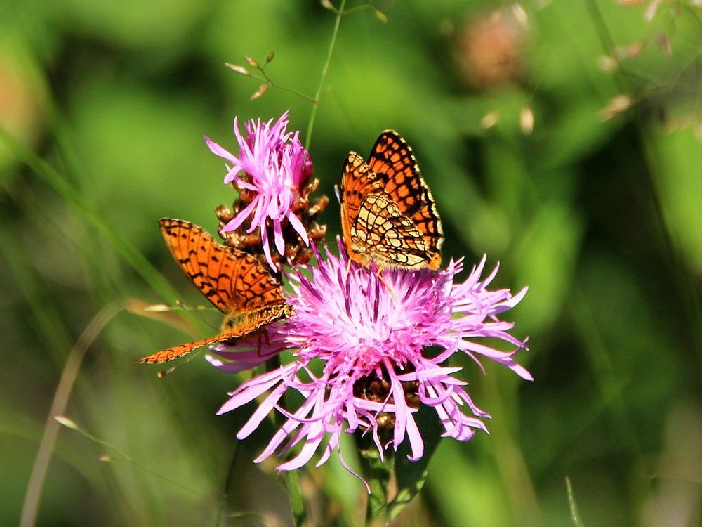 Бабочка шахматница