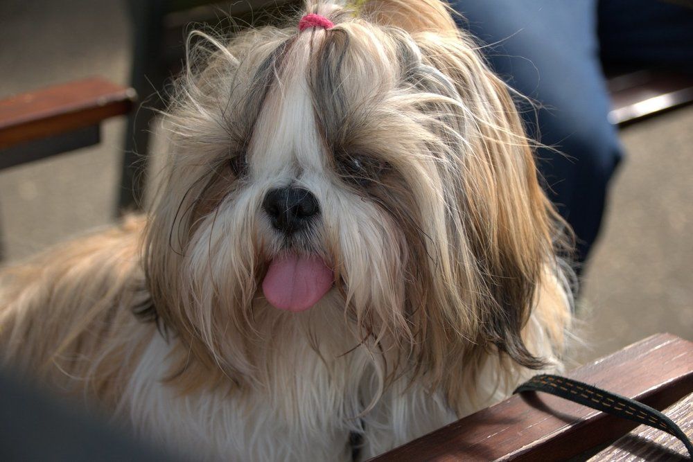 Верный друг семьи