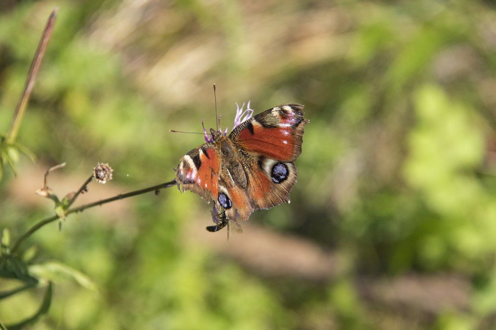 павлиний глаз