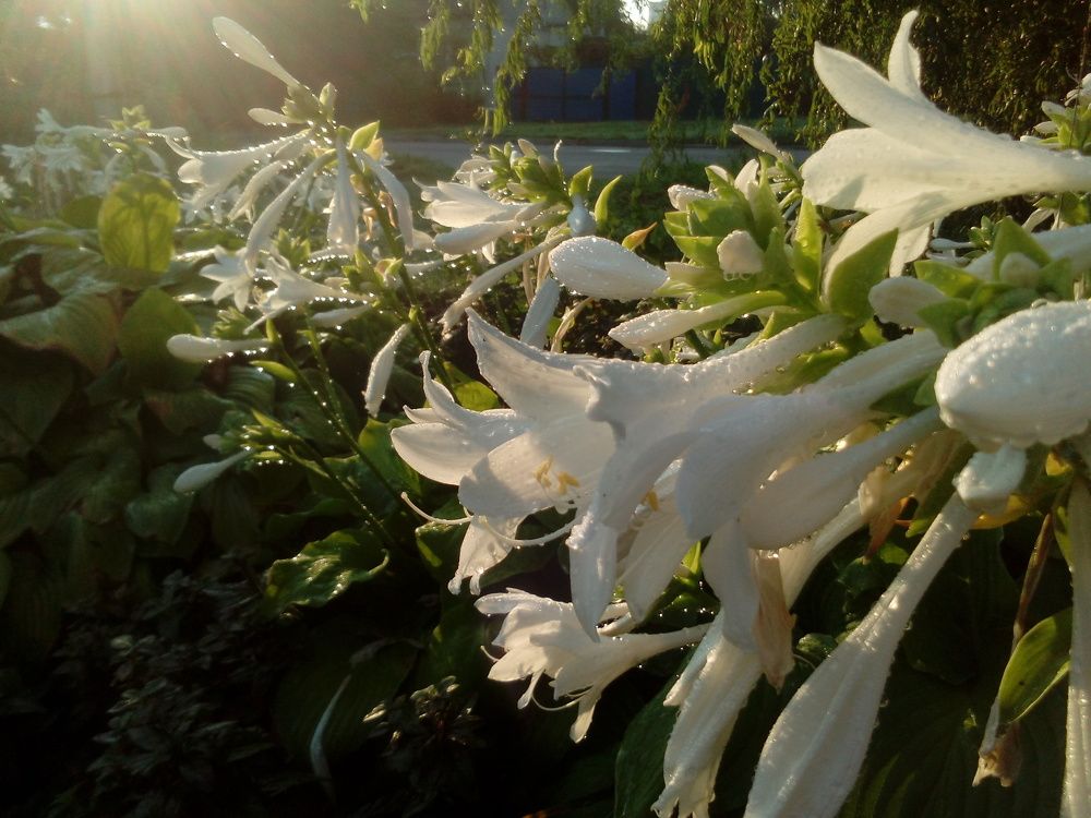 After the rain