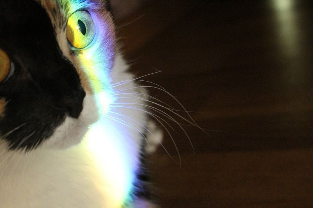 Радужная кошка