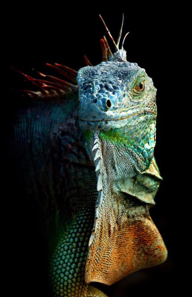 IGUANA