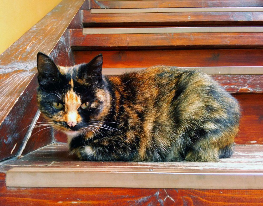 Трёхцветная кошка