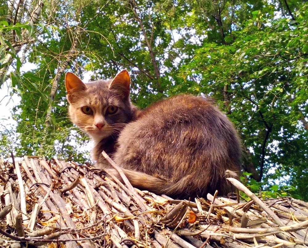 В гармонии с природой
