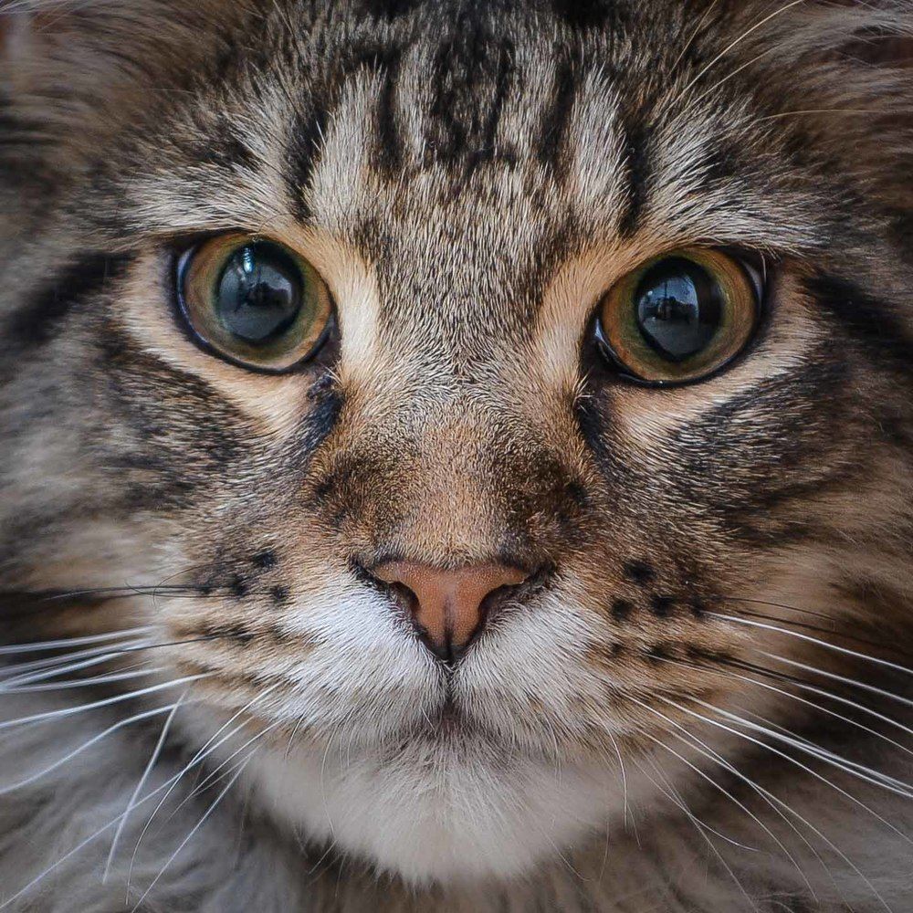 Кот по имени "Лайк"