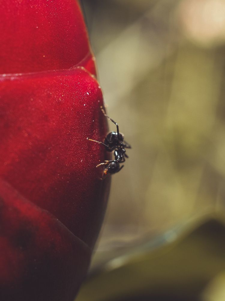 Climbing Ant