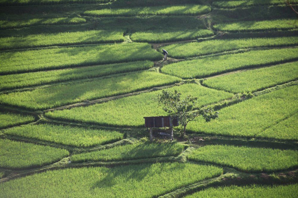 RICE FIELDS