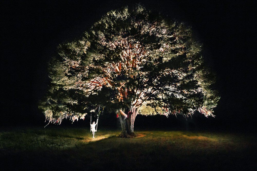 300 летняя сосна