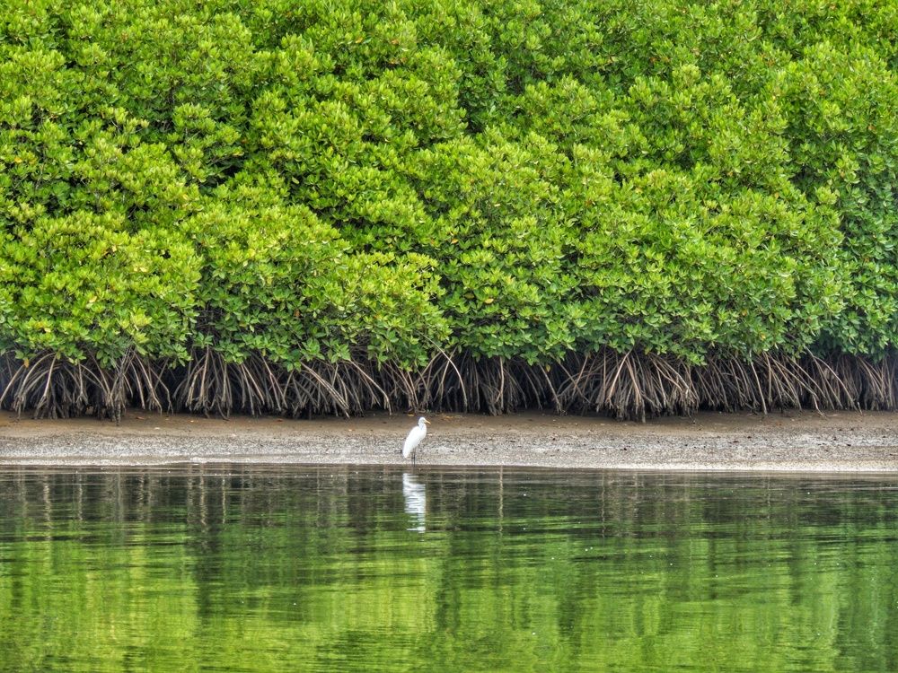 Egret in Kali River.