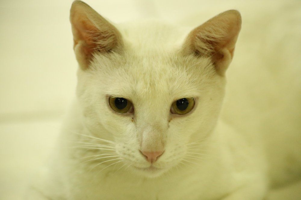 white  cat