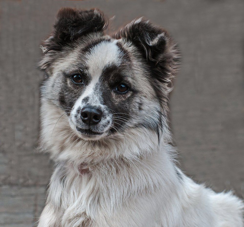 умный пес Умка