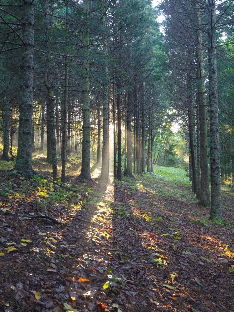 Призрак тумана