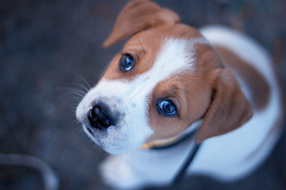 Малыш Цезарь