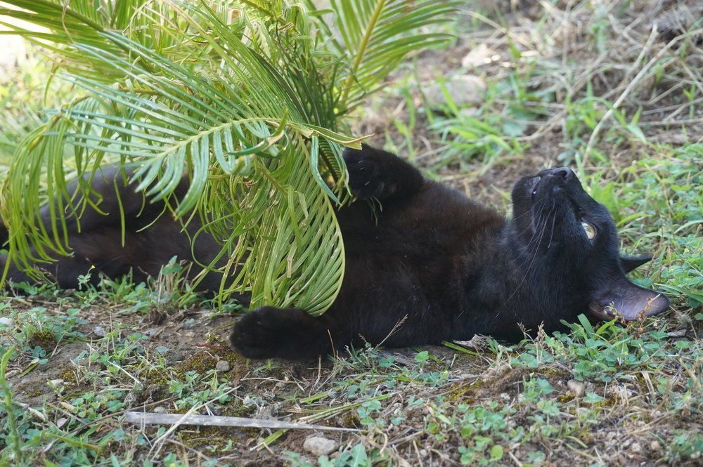 Каникулы кота...