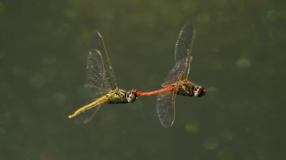 Photograph by Selma Kotancı