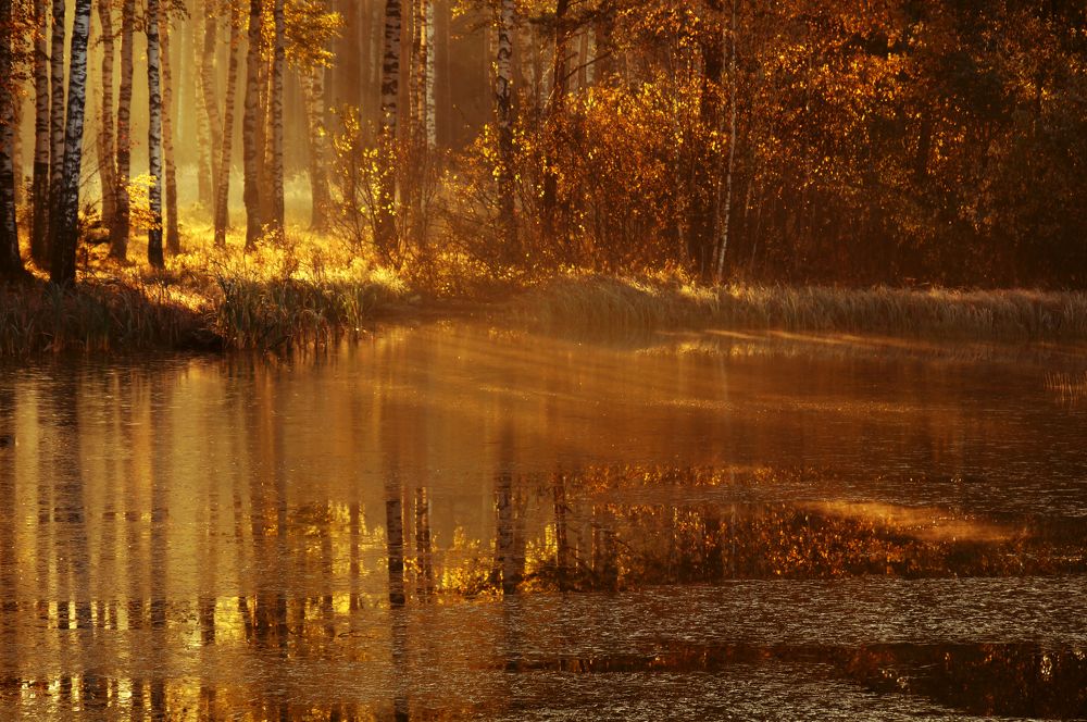 Этюд в золотых тонах