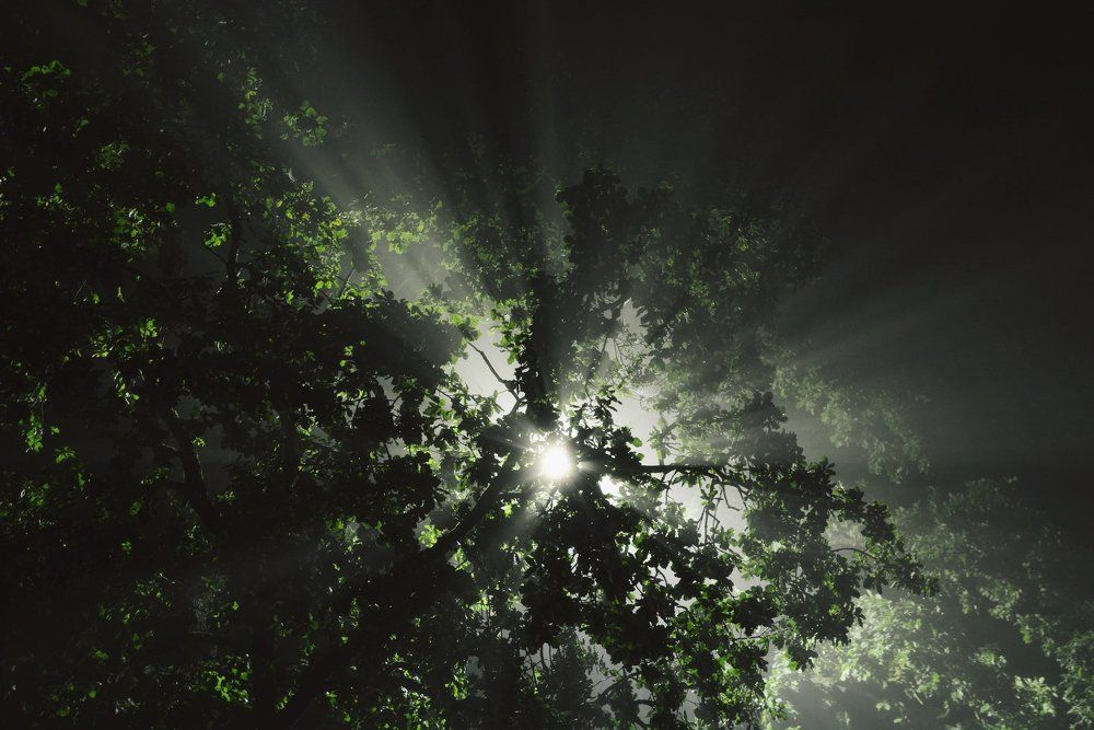 Rays