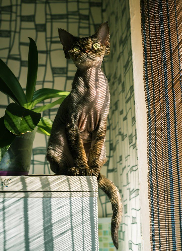 Инопланетный гость