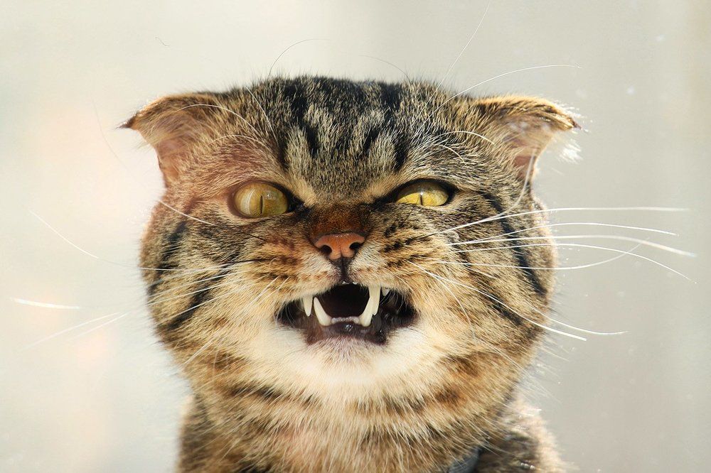Angry Cat
