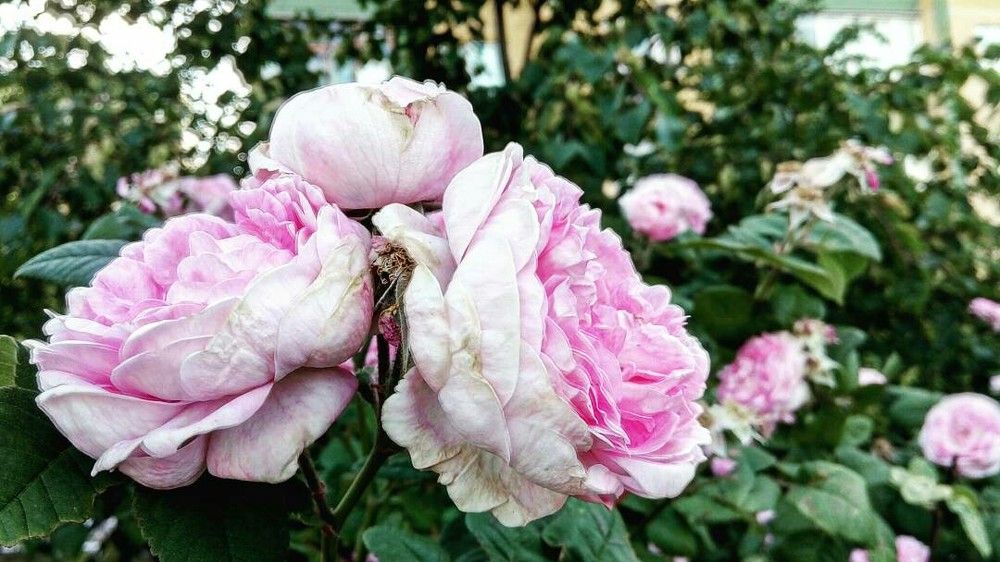 Летние моменты