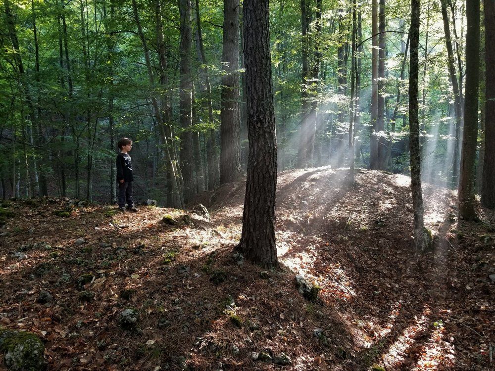 Лучи солнца в заповеднике.