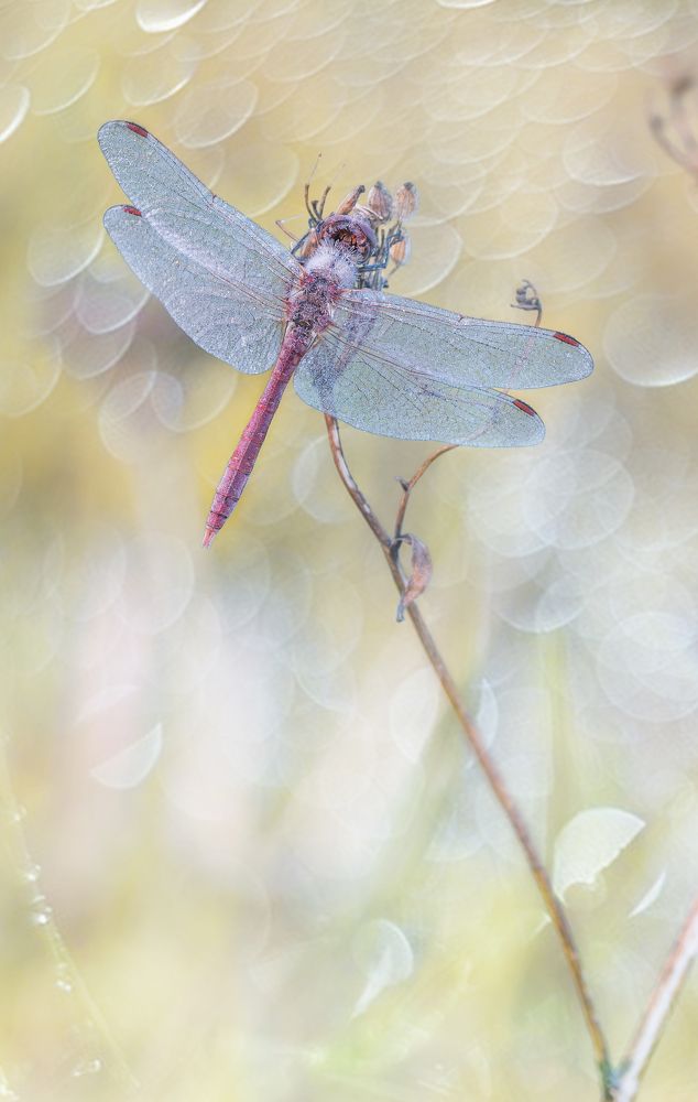 Воздушный  сон