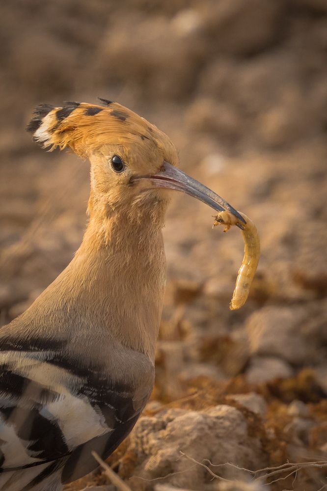 Hoopoe