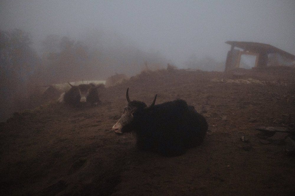 Яки в тумане