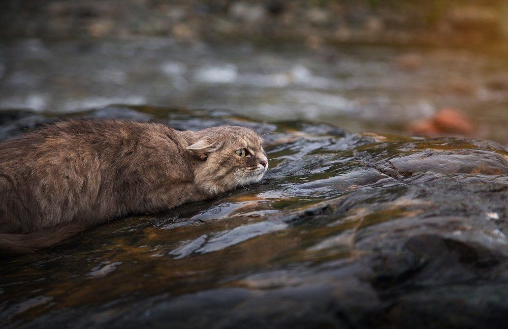 Кот-рыболов!