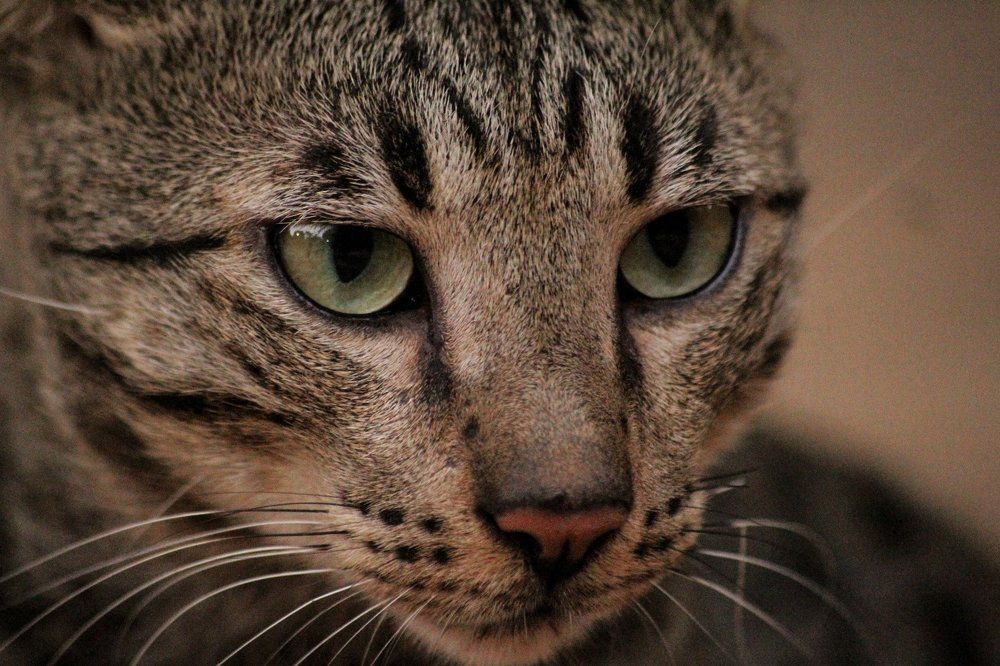 Photograph by Atul mehta