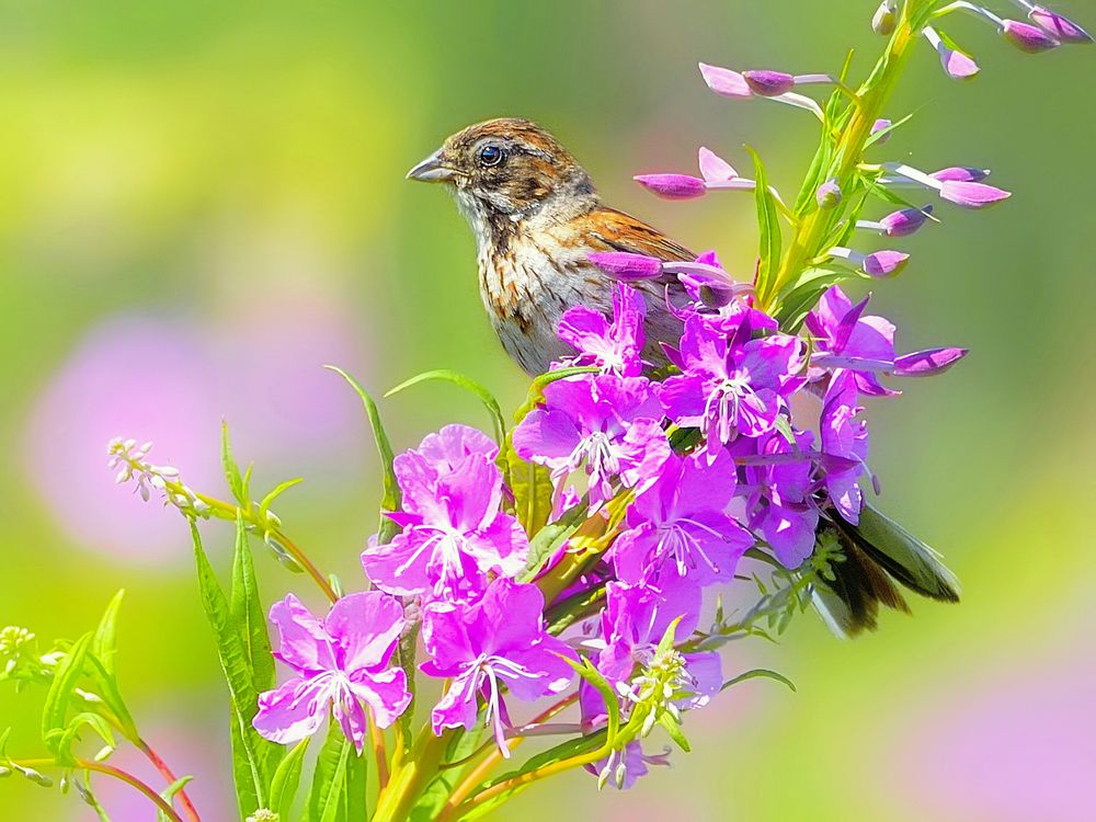 Луговые цветы и птицы 2