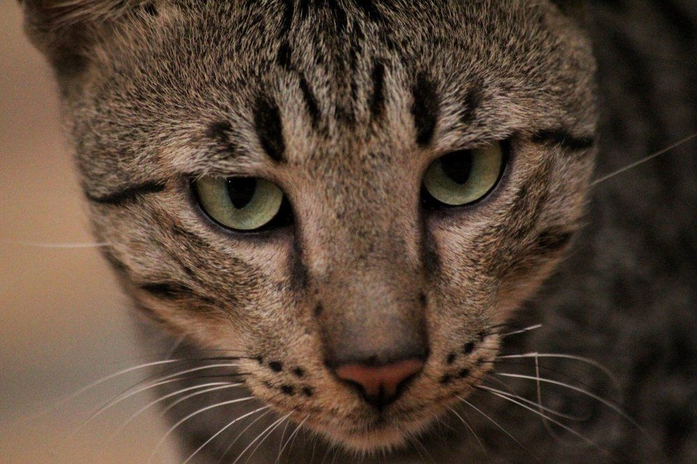 Photograph by Atul mehta