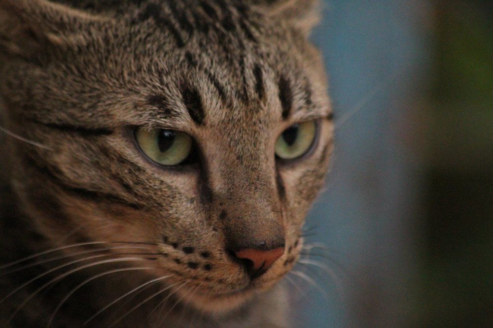 Photograph by Atul mehta