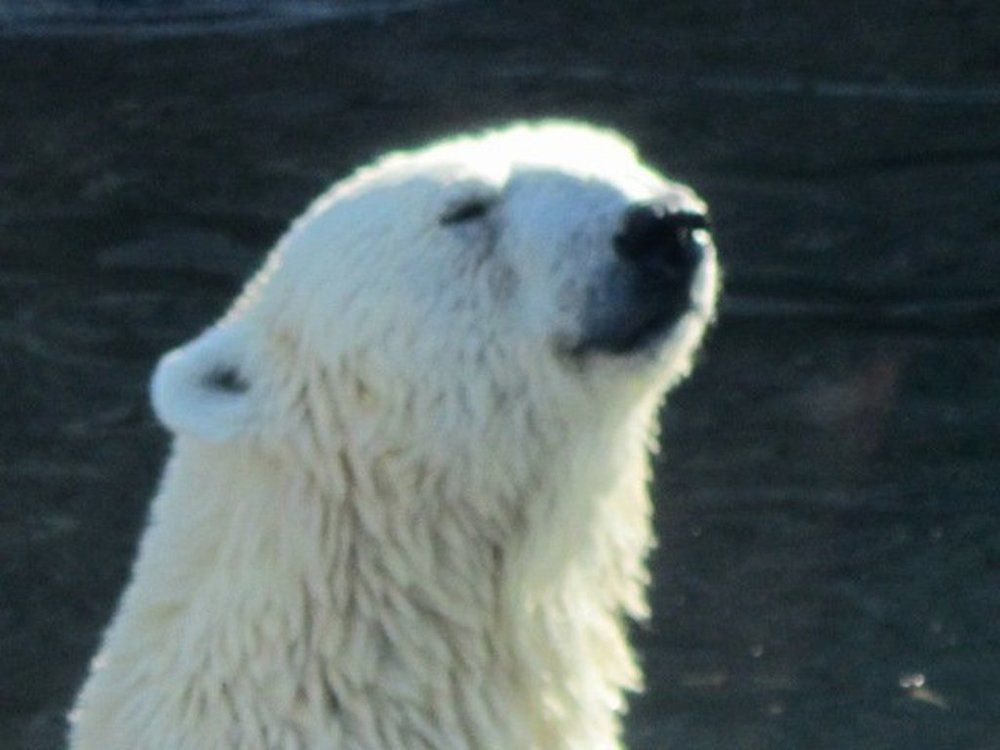 Белый медведь