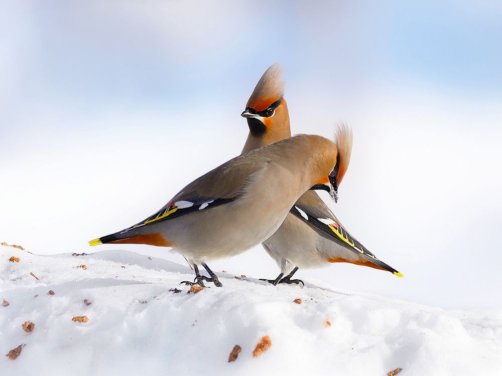 Зимние птицы