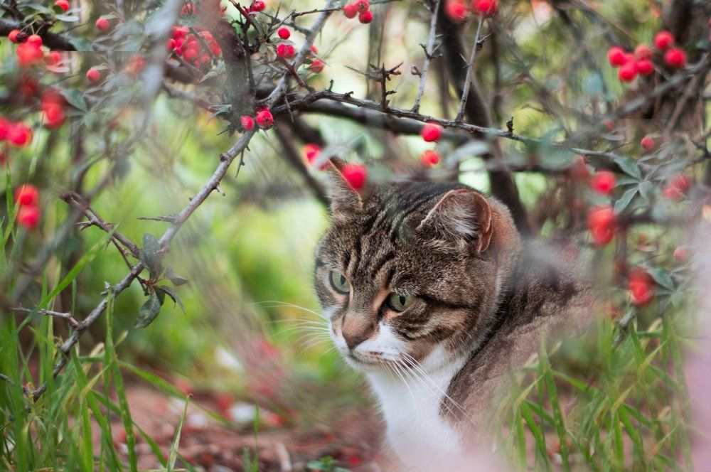 Фотография автора Анна Ватансевер